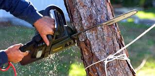 Tree Removal Services